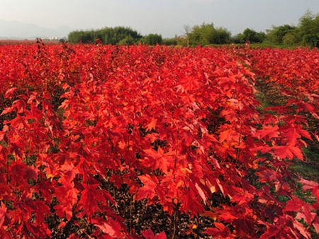 太陽谷紅楓