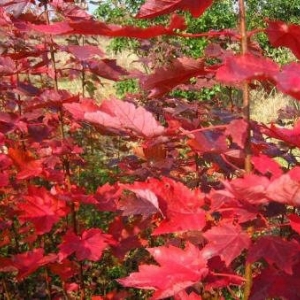 夕陽紅紅楓